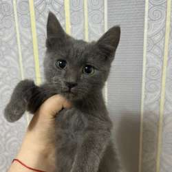 котята 500р в Волгограде фото 4