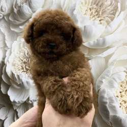 Toy poodle boy фото 3