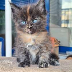 Котята Мейн Кун 300 евро фото 5