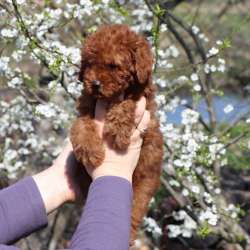 Super male toy poodle fci