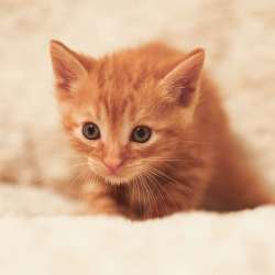 Шикарные рыжие котята в добрые руки в Обнинске фото 3