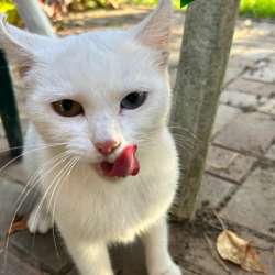 Кошечка в добрые руки