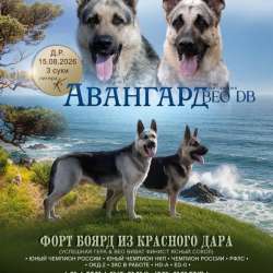 Щенки немецкой овчарки девочки в Находке