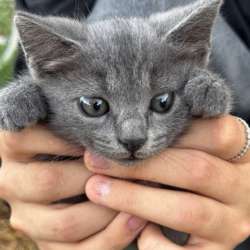 Отдам котят в добрые руки (Кочубей/Кизляр) в Кизляре фото 6