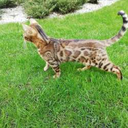Бенгальский котенок, бенгальская кошка, бенгалочка фото 14