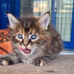 Котята Мейн Кун 300 евро
