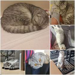 Скотиш страйт