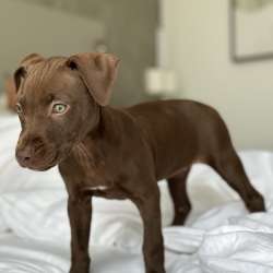 Puppy for sale
