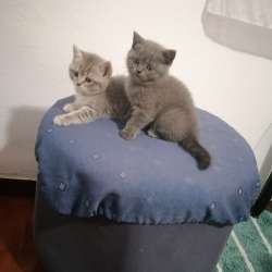 Продажа британских котят. Расса Scotish Straingt а