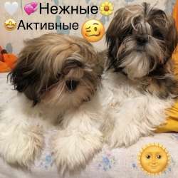 Сказочные щенки породы Ши-тцу в Саянске фото 3