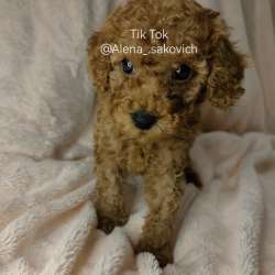 Карликовый Пудель Poodle фото 9