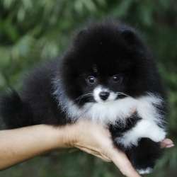 Very very little girl pomeranian