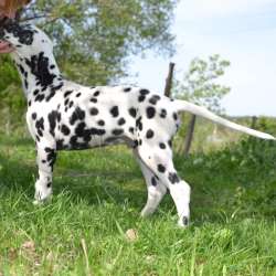 Dalmatian Puppies from White Gures