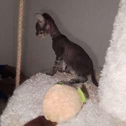 Котенок Сфинкс