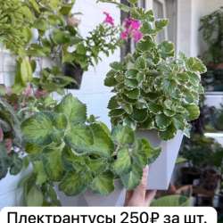 Хойи,эписции,плектрантусы,колеусы,Эпипремнум. в Краснодаре фото 4