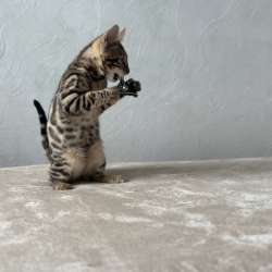 Available Bengal kittens фото 10