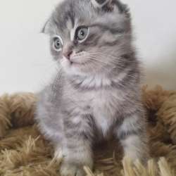 Шотландские котята фото 11