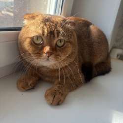 Вязка кота