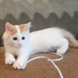 Котенок-пуховичок в добрые руки, 2,5 мес
