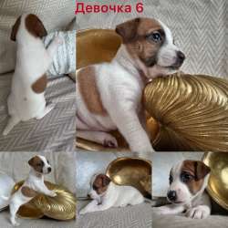 Продаются щенки Джек-Рассел терьера в Балашихе фото 4