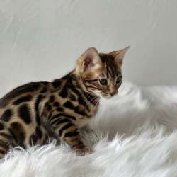 Бенгальский мальчик фото 12