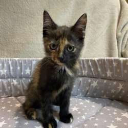 Котенок с добрые руки