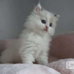 Котята Ragdoll для хорошей семьи