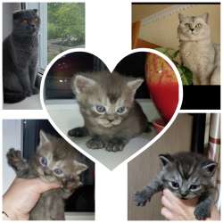Продам шотландского котика фото 3