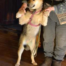 Щенок метис сибы в Москве