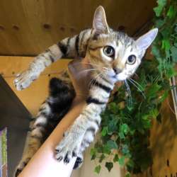 Приют ищет семью котятам в Хабаровске фото 4