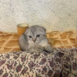 Ищем добрых родителей нашим котятам в Москве фото 3