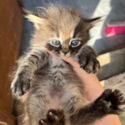 котята в Махачкале фото 35