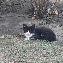 Котята, 3 месяца в Старом Осколе