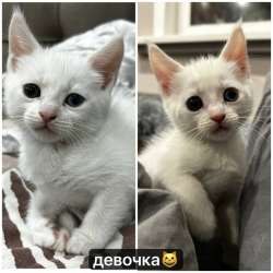 продажа котят!? в Улан-Удэ фото 4
