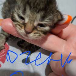 Котята , ищут дом