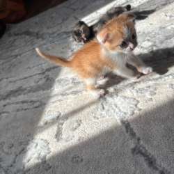 Котята в ДОБРЫЕ И НАДЁЖНЫЕ РУКИ
