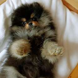 Spitz pomeranian