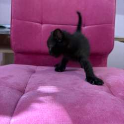 Котята ищут дом??‍⬛ в Краснодаре