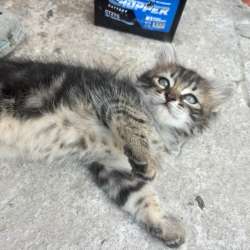 Котятам нужен дом в Ростове-на-Дону фото 6