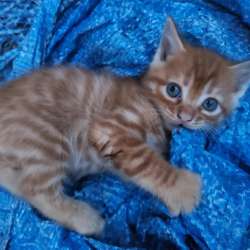 Котята в добрые руки в Нальчике