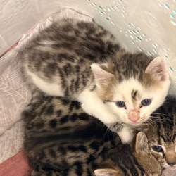 Бенгальский котенок девочка в Курске