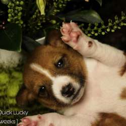 Basenji puppies фото 5