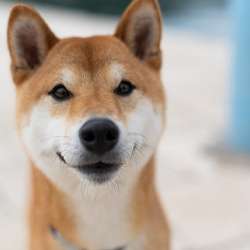 Buy Shiba Inu Coin