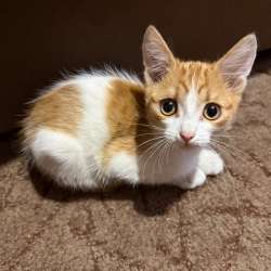 Котята в добрые руки!