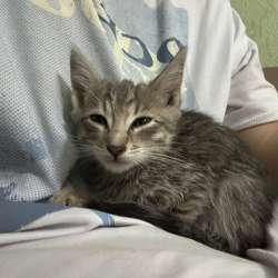 Котенок девочка в Якутске