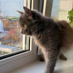 Котенок