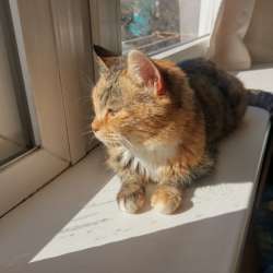 Кошка