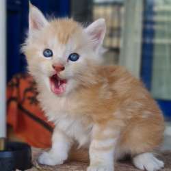 Котята Мейн Кун 300 евро фото 3