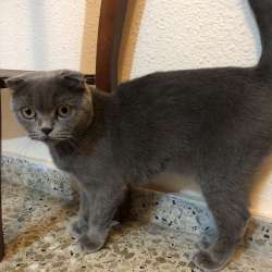 Британская кошка