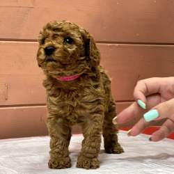 Карликовый Пудель Poodle фото 14